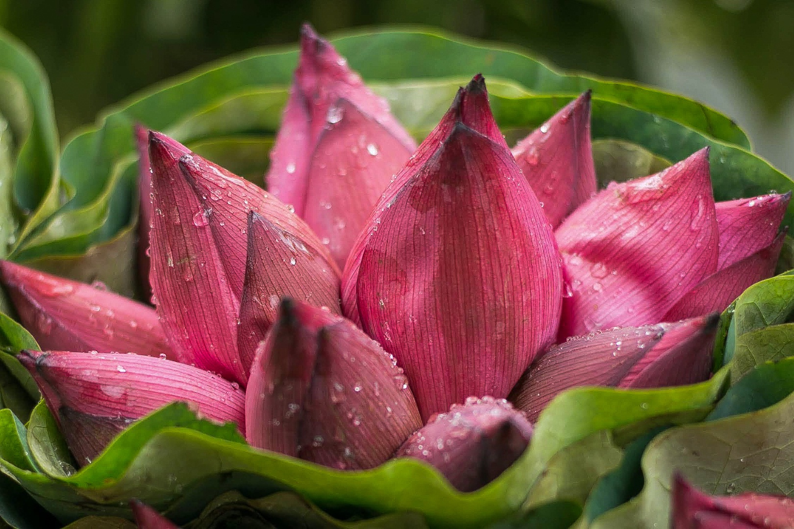 VIAGGIO HANOI - STAGIONE DI FIORE DI LOTO