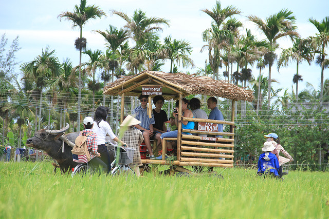 giro in bufalo a Hoian